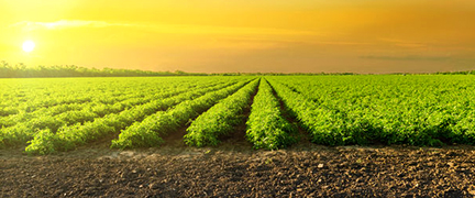 Market Research for Agriculture